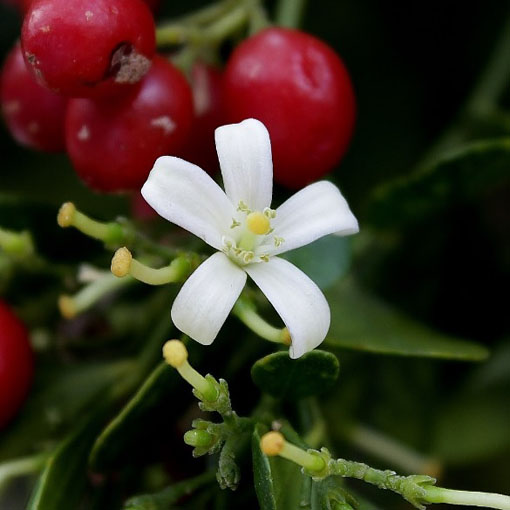 Pomarańczo-jaśmin, Murraya panniculata