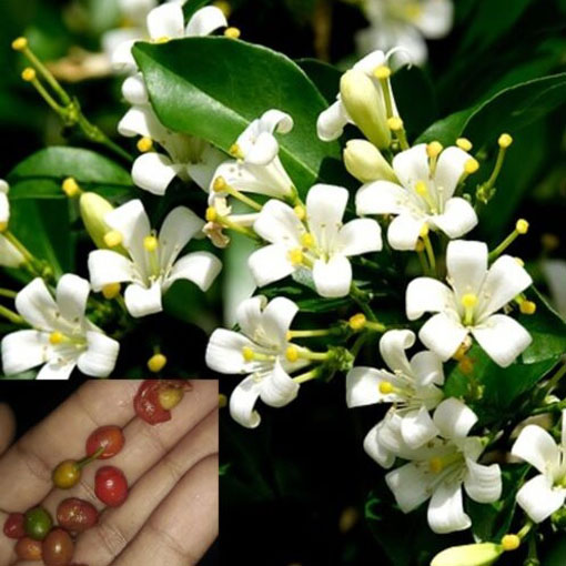 Pomarańczo-jaśmin, Murraya panniculata