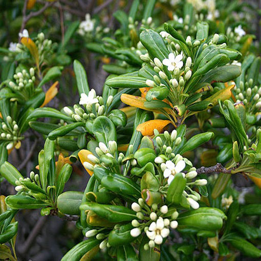 Pospornica japońska, Pittosporum tobira	