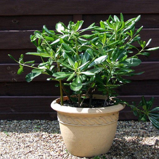 Pospornica japońska, Pittosporum tobira