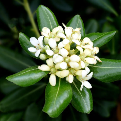 Pospornica japońska, Pittosporum tobira