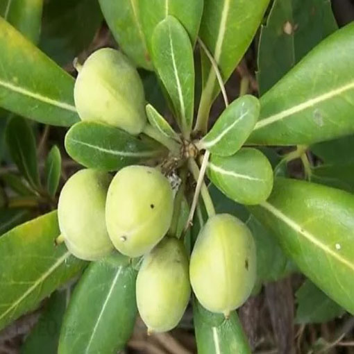 Pospornica japońska, Pittosporum tobira