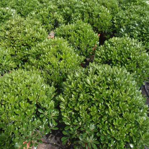 Pospornica japońska, Pittosporum tobira