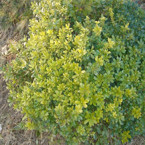 Pospornica japońska, Pittosporum tobira