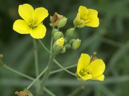 nasiona Rukola Sylvetta Diplotaxis