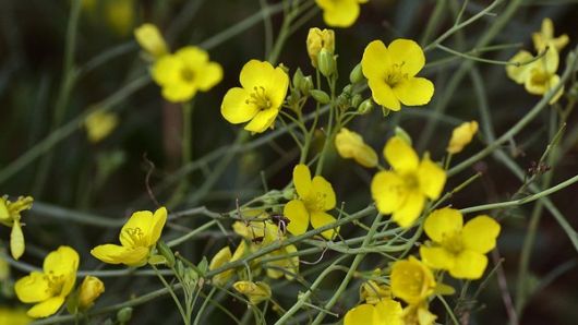 nasiona Rukola Sylvetta Diplotaxis