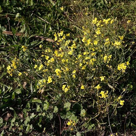 nasiona Rukola Sylvetta Diplotaxis