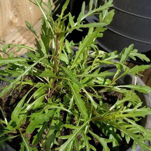 nasiona Rukola Sylvetta Diplotaxis