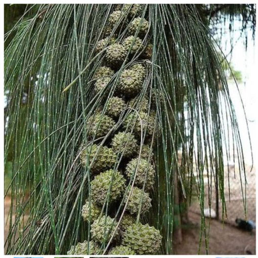 Rzewnia skrzypolistna Casuarina, Casuarina equisetifolia