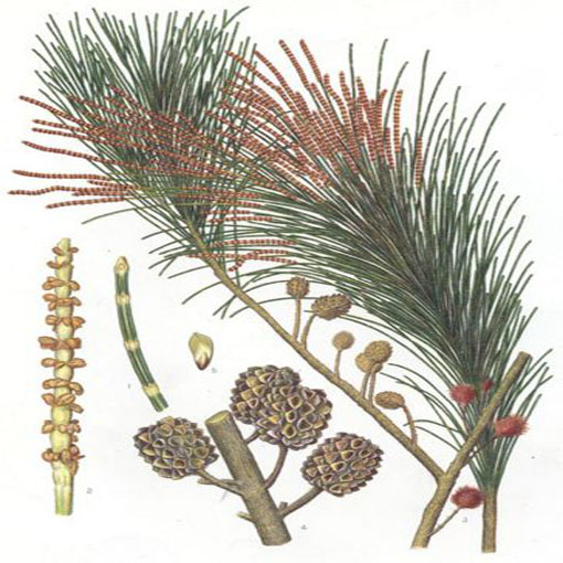 Rzewnia skrzypolistna Casuarina, Casuarina equisetifolia