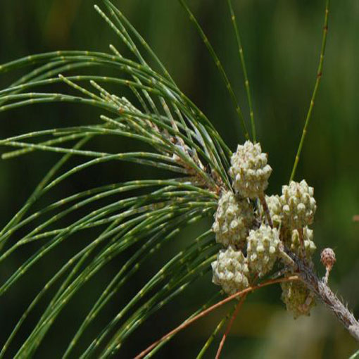 Rzewnia skrzypolistna Casuarina, Casuarina equisetifolia