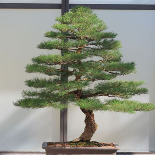 Rzewnia skrzypolistna Casuarina, Casuarina equisetifolia