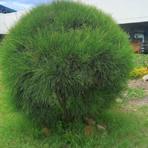 Rzewnia skrzypolistna Casuarina, Casuarina equisetifolia