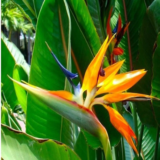 Sterlicja królewska, Strelitzia reginae