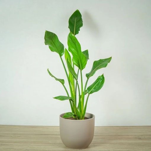 Sterlicja królewska, Strelitzia reginae