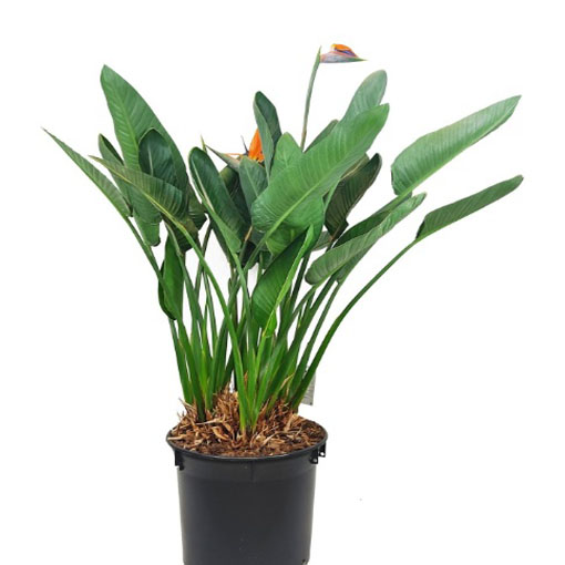 Sterlicja królewska, Strelitzia reginae