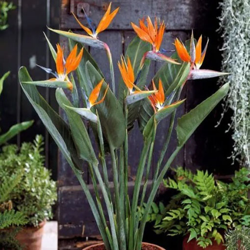 Sterlicja królewska, Strelitzia reginae