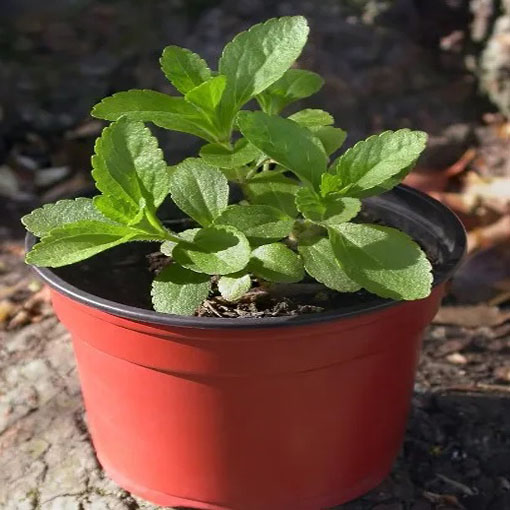 Stewia, Stevia rebaudiana