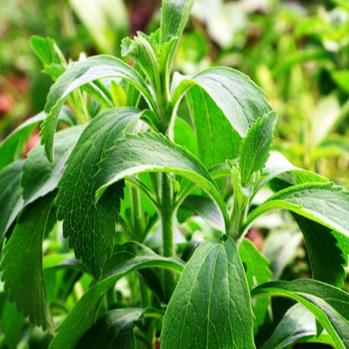 Stewia, Stevia rebaudiana