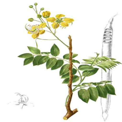 Strączyniec Cassia, Cassia alata