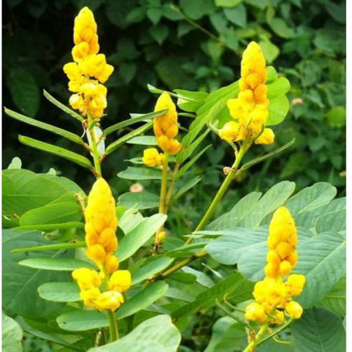 Strączyniec Cassia, Cassia alata