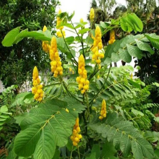 Strączyniec Cassia, Cassia alata
