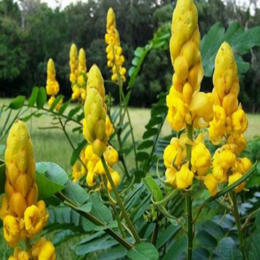Strączyniec Cassia, Cassia alata