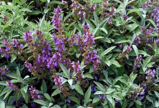 nasiona Szałwia Salvia szt5 Fore150