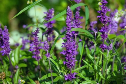 nasiona Szałwia Salvia szt5 Fore150 