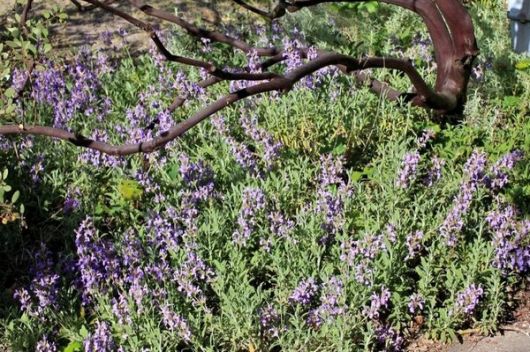 nasiona Szałwia Salvia szt5 Fore150