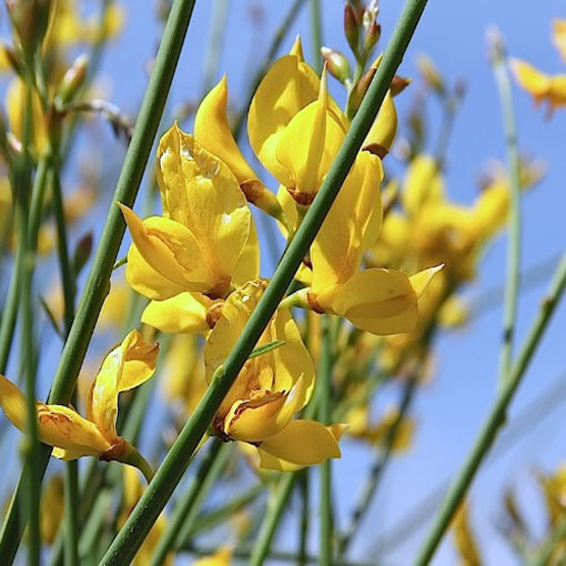 Szczodrzewnica sitowa, Spartimum junceum