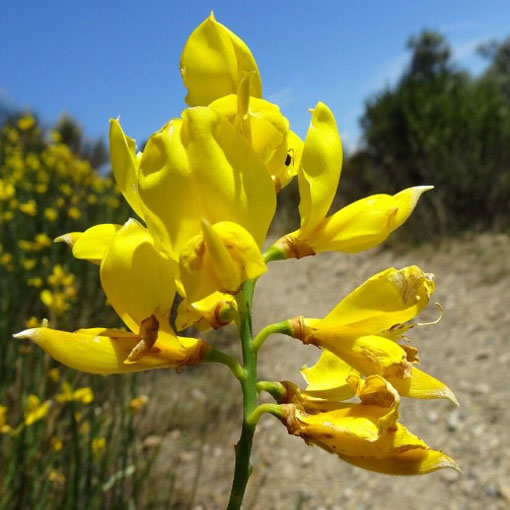 Szczodrzewnica sitowa, Spartimum junceum