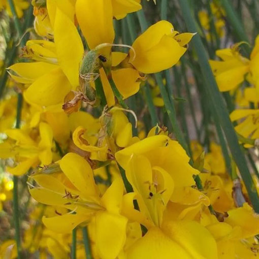 Szczodrzewnica sitowa, Spartimum junceum