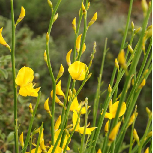 Szczodrzewnica sitowa, Spartimum junceum