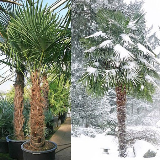 Szorstkowiec Fortunnego, Trachycarpus fortunei