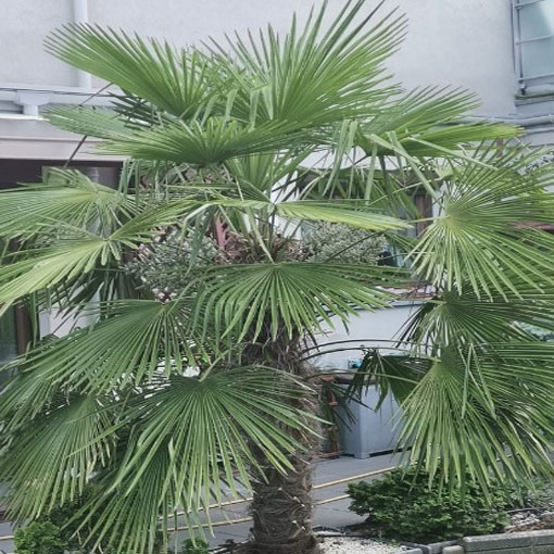 Szorstkowiec Fortunnego, Trachycarpus fortunei