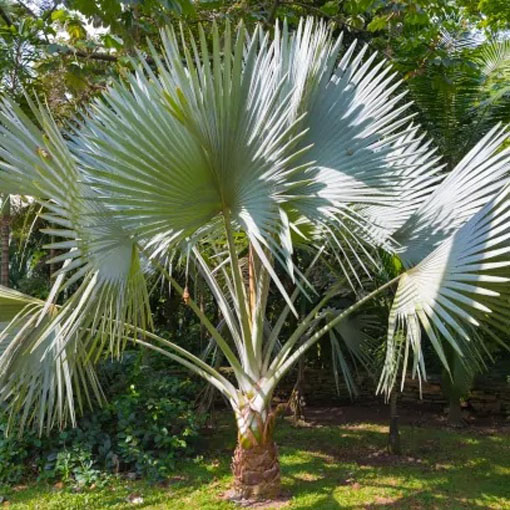Szorstkowiec Fortunnego, Trachycarpus fortunei