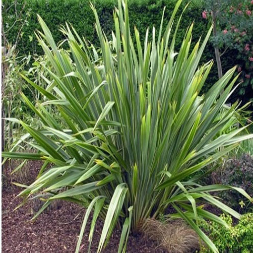 Tęgosz mocny, Phormium tenax