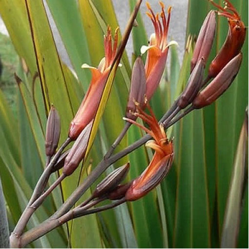 Tęgosz mocny, Phormium tenax