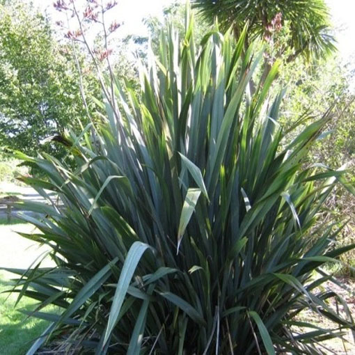 Tęgosz mocny, Phormium tenax