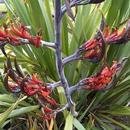 Tęgosz mocny, Phormium tenax