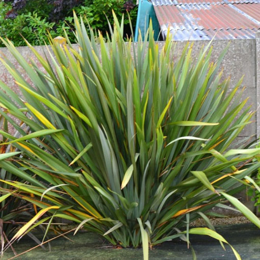 Tęgosz mocny, Phormium tenax