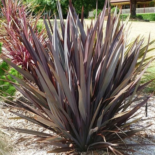 Tęgosz mocny Purpureum, Phormium tenax Purpureum