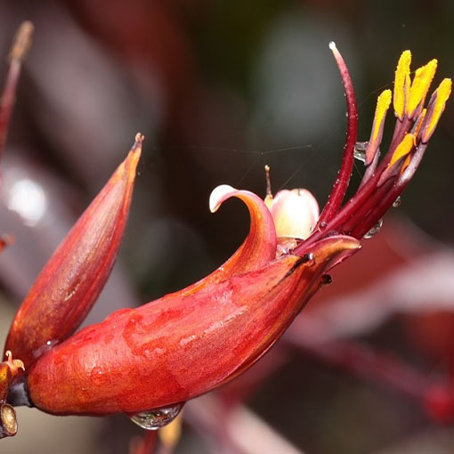 Tęgosz mocny Purpureum, Phormium tenax Purpureum