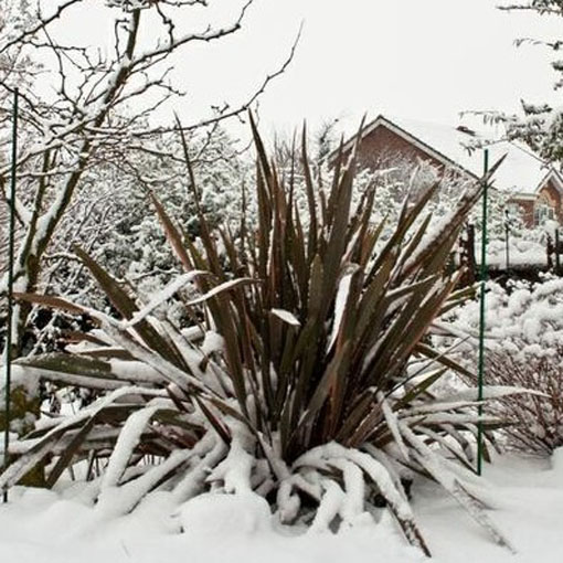 Tęgosz mocny Purpureum, Phormium tenax Purpureum