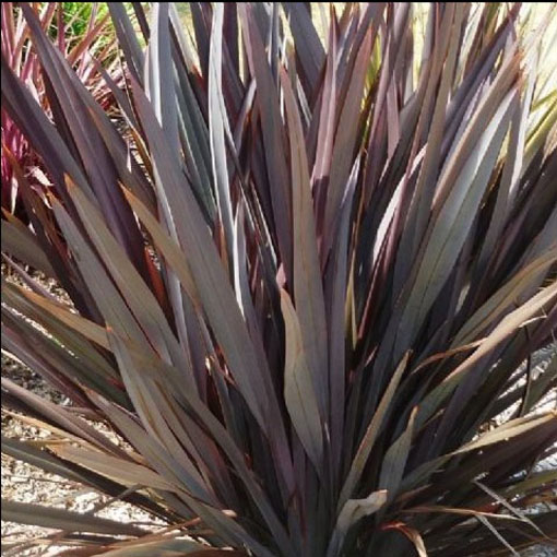 Tęgosz mocny Purpureum, Phormium tenax Purpureum