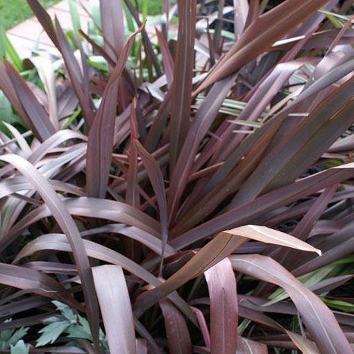 Tęgosz mocny Purpureum, Phormium tenax Purpureum