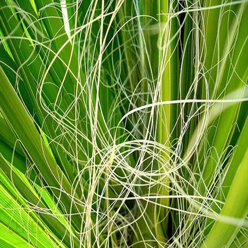 Waszyngtonia nitkowata, Washingtonia filifera