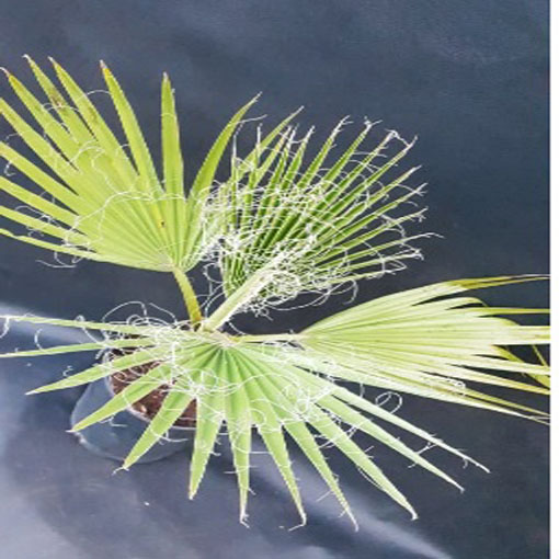 Waszyngtonia nitkowata, Washingtonia filifera