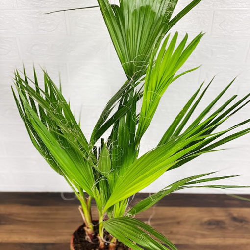 Waszyngtonia nitkowata, Washingtonia filifera